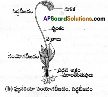 AP Inter 1st Year Botany Important Questions Chapter 4 వృక్షరాజ్యం 2