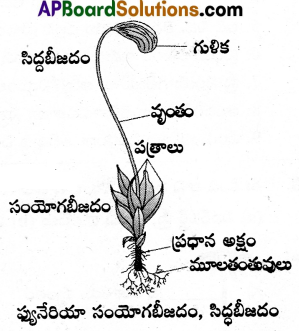AP Inter 1st Year Botany Important Questions Chapter 4 వృక్షరాజ్యం 3