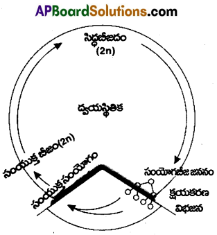 AP Inter 1st Year Botany Important Questions Chapter 4 వృక్షరాజ్యం 5