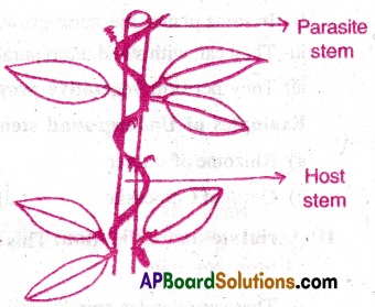AP Inter 1st Year Botany Important Questions Chapter 5 Morphology of Flowering Plants 15