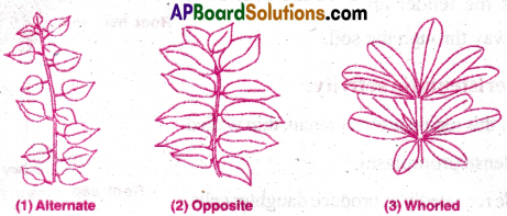 AP Inter 1st Year Botany Important Questions Chapter 5 Morphology of Flowering Plants 2