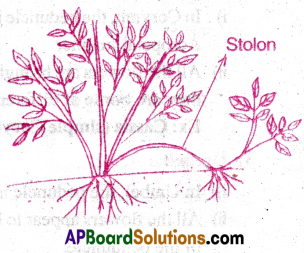 AP Inter 1st Year Botany Important Questions Chapter 5 Morphology of Flowering Plants 24