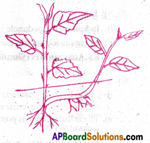 AP Inter 1st Year Botany Important Questions Chapter 5 Morphology of Flowering Plants 26