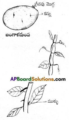 AP Inter 1st Year Botany Important Questions Chapter 5 పుష్పించే మొక్కల స్వరూపశాస్త్రం 16
