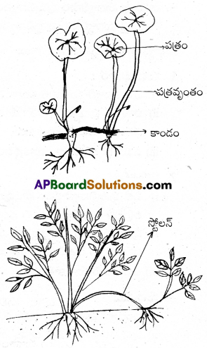 AP Inter 1st Year Botany Important Questions Chapter 5 పుష్పించే మొక్కల స్వరూపశాస్త్రం 18