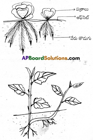 AP Inter 1st Year Botany Important Questions Chapter 5 పుష్పించే మొక్కల స్వరూపశాస్త్రం 19