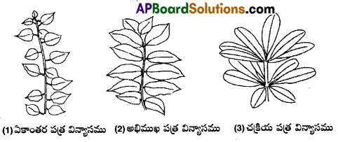 AP Inter 1st Year Botany Important Questions Chapter 5 పుష్పించే మొక్కల స్వరూపశాస్త్రం 2