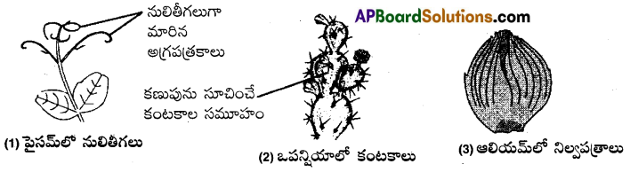 AP Inter 1st Year Botany Important Questions Chapter 5 పుష్పించే మొక్కల స్వరూపశాస్త్రం 3