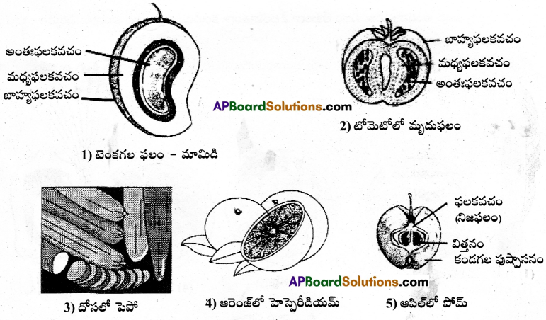 AP Inter 1st Year Botany Important Questions Chapter 5 పుష్పించే మొక్కల స్వరూపశాస్త్రం 9