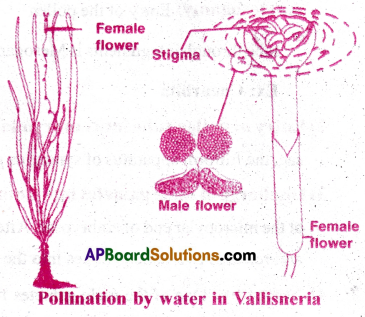 AP Inter 1st Year Botany Important Questions Chapter 7 Sexual Reproduction in Flowering Plants 10