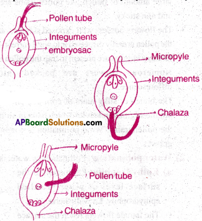AP Inter 1st Year Botany Important Questions Chapter 7 Sexual Reproduction in Flowering Plants 7