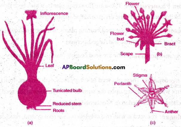 AP Inter 1st Year Botany Important Questions Chapter 8 Taxonomy of Angiosperms 6
