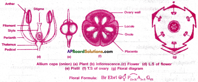 AP Inter 1st Year Botany Important Questions Chapter 8 Taxonomy of Angiosperms 7