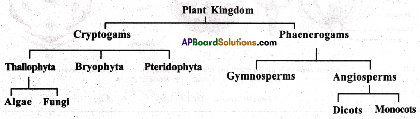 AP Inter 1st Year Botany Important Questions Chapter 8 Taxonomy of Angiosperms 8