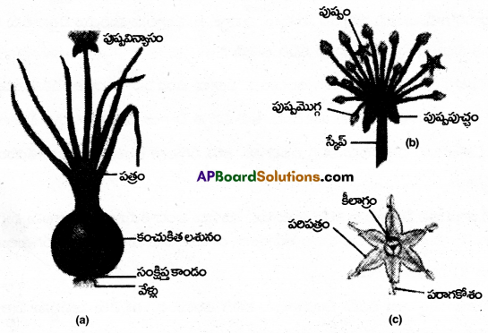 AP Inter 1st Year Botany Important Questions Chapter 8 ఆవృతబీజాల వర్గీకరణ శాస్త్రం 6