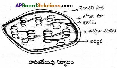 AP Inter 1st Year Botany Important Questions Chapter 9 కణం జీవప్రమాణం 1