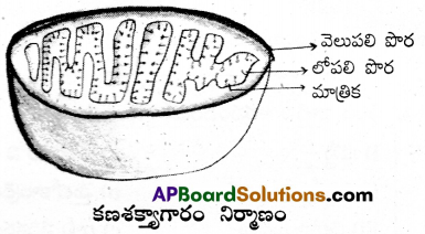 AP Inter 1st Year Botany Important Questions Chapter 9 కణం జీవప్రమాణం 2