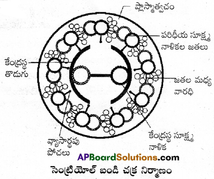 AP Inter 1st Year Botany Important Questions Chapter 9 కణం జీవప్రమాణం 3