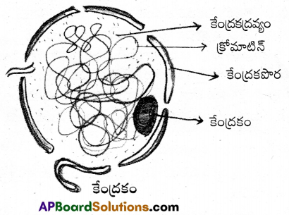 AP Inter 1st Year Botany Important Questions Chapter 9 కణం జీవప్రమాణం 4