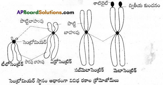 AP Inter 1st Year Botany Important Questions Chapter 9 కణం జీవప్రమాణం 5
