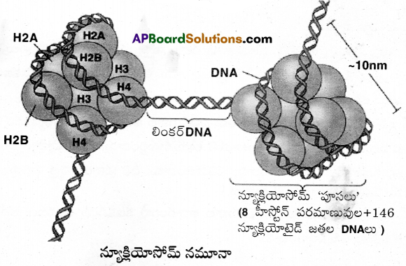 AP Inter 1st Year Botany Important Questions Chapter 9 కణం జీవప్రమాణం 6