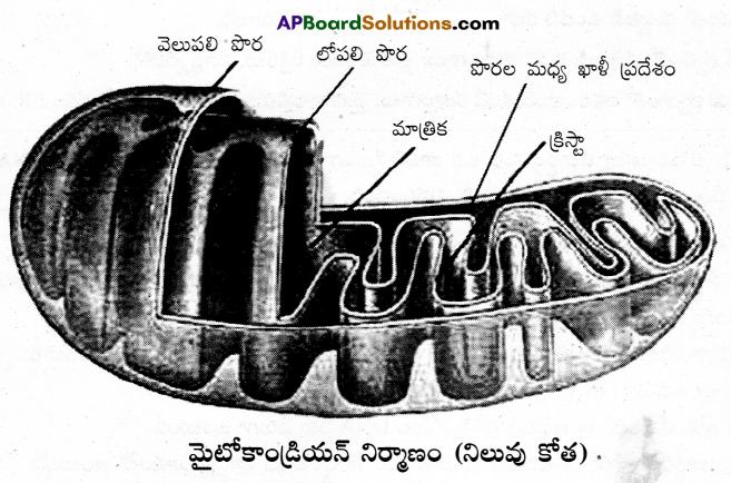 AP Inter 1st Year Botany Important Questions Chapter 9 కణం జీవప్రమాణం 7