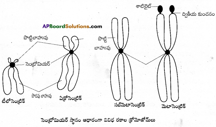 AP Inter 1st Year Botany Important Questions Chapter 9 కణం జీవప్రమాణం 8