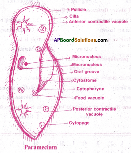 AP Inter 1st Year Zoology Important Questions Chapter 5 Locomotion and Reproduction in Protozoa 7