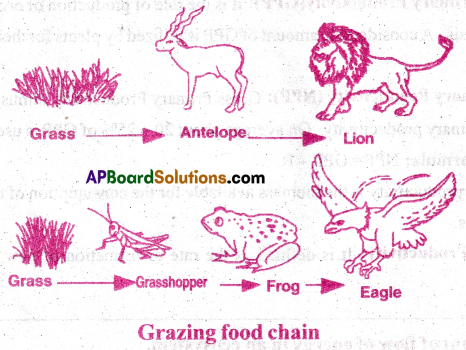AP Inter 1st Year Zoology Important Questions Chapter 8 Ecology and Environment 3