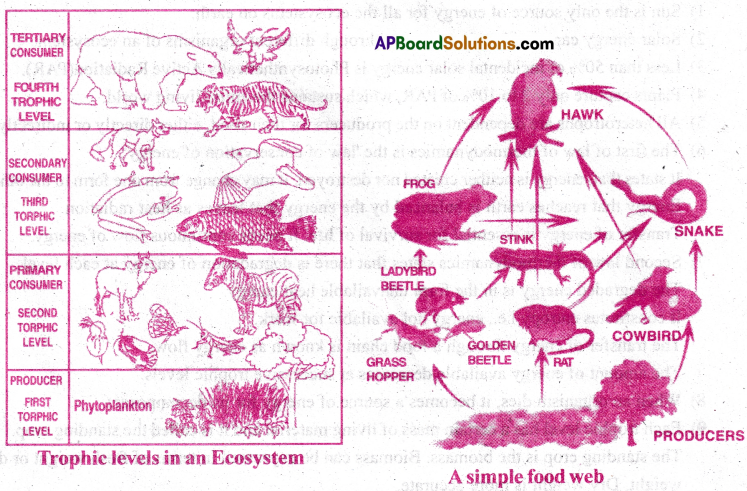 AP Inter 1st Year Zoology Important Questions Chapter 8 Ecology and Environment 4
