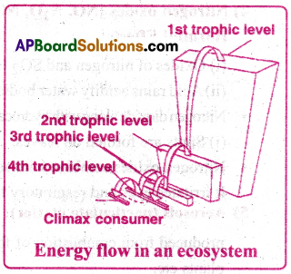 AP Inter 1st Year Zoology Important Questions Chapter 8 Ecology and Environment 5