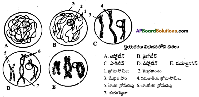AP Inter 1st Year Botany Important Questions Chapter 11 కణచక్రం, కణ విభజన 1