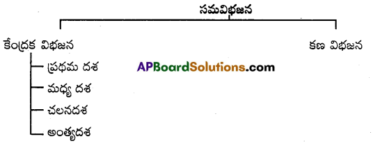 AP Inter 1st Year Botany Important Questions Chapter 11 కణచక్రం, కణ విభజన 4
