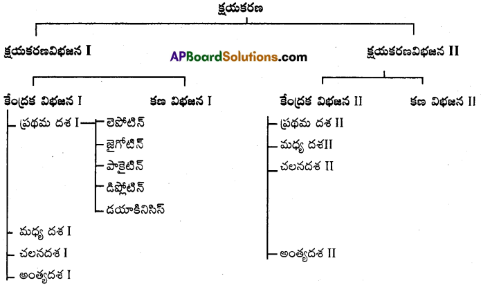 AP Inter 1st Year Botany Important Questions Chapter 11 కణచక్రం, కణ విభజన 5