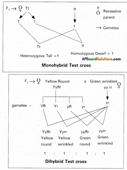 AP Inter 2nd Year Botany Model Paper Set 2 with Solutions 1