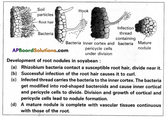 AP Inter 2nd Year Botany Question Paper March 2017 1