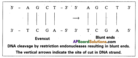 AP Inter 2nd Year Botany Question Paper March 2016 14