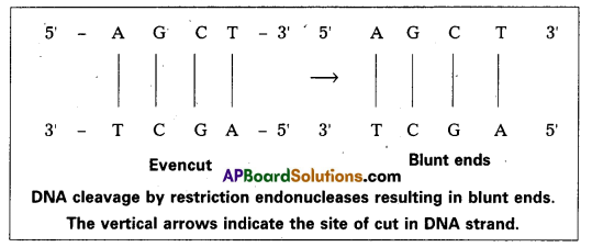 AP Inter 2nd Year Botany Question Paper May 2015 4