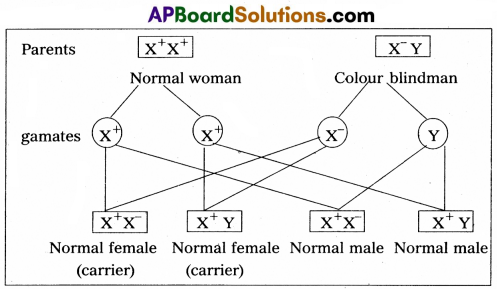 AP Inter 2nd Year Zoology Model Paper Set 1 with Solutions 5