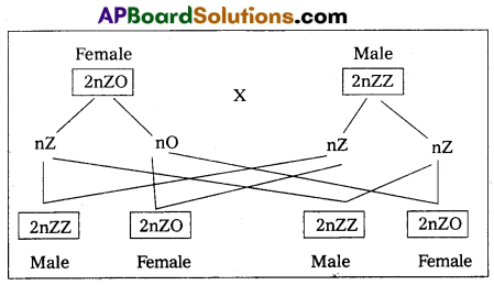 AP Inter 2nd Year Zoology Model Paper Set 2 with Solutions 6