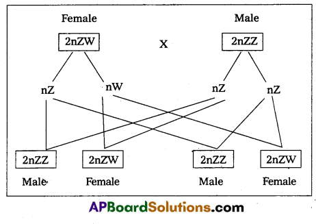 AP Inter 2nd Year Zoology Model Paper Set 2 with Solutions 7