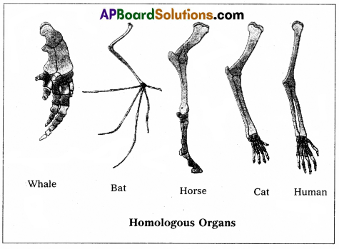 AP Inter 2nd Year Zoology Question Paper March 2018 3