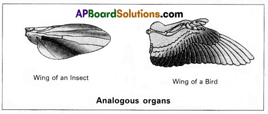 AP Inter 2nd Year Zoology Question Paper March 2019 6