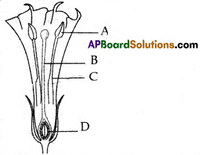AP SSC Biology Model Paper Set 3 with Solutions 3