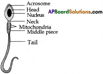 AP SSC Biology Model Paper Set 4 with Solutions 3