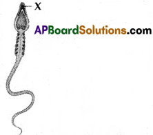 AP SSC Biology Model Paper Set 7 with Solutions 1