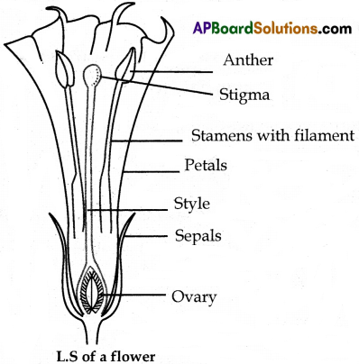 AP SSC Biology Question Paper April 2022 with Solutions 5