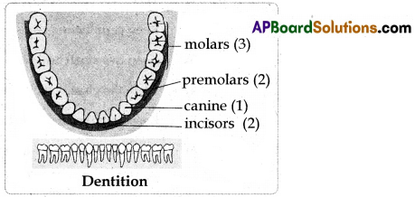 AP SSC Biology Question Paper April 2022 with Solutions 6