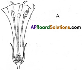 AP SSC Biology Question Paper April 2023 with Solutions 1