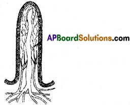 AP SSC Biology Question Paper June 2023 with Solutions 1